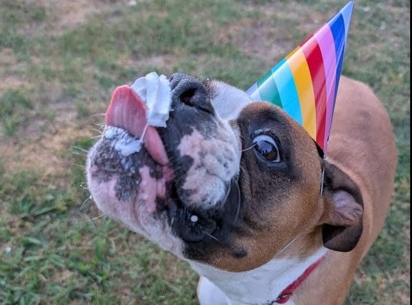 Southern Magnolia Boxer Rescue