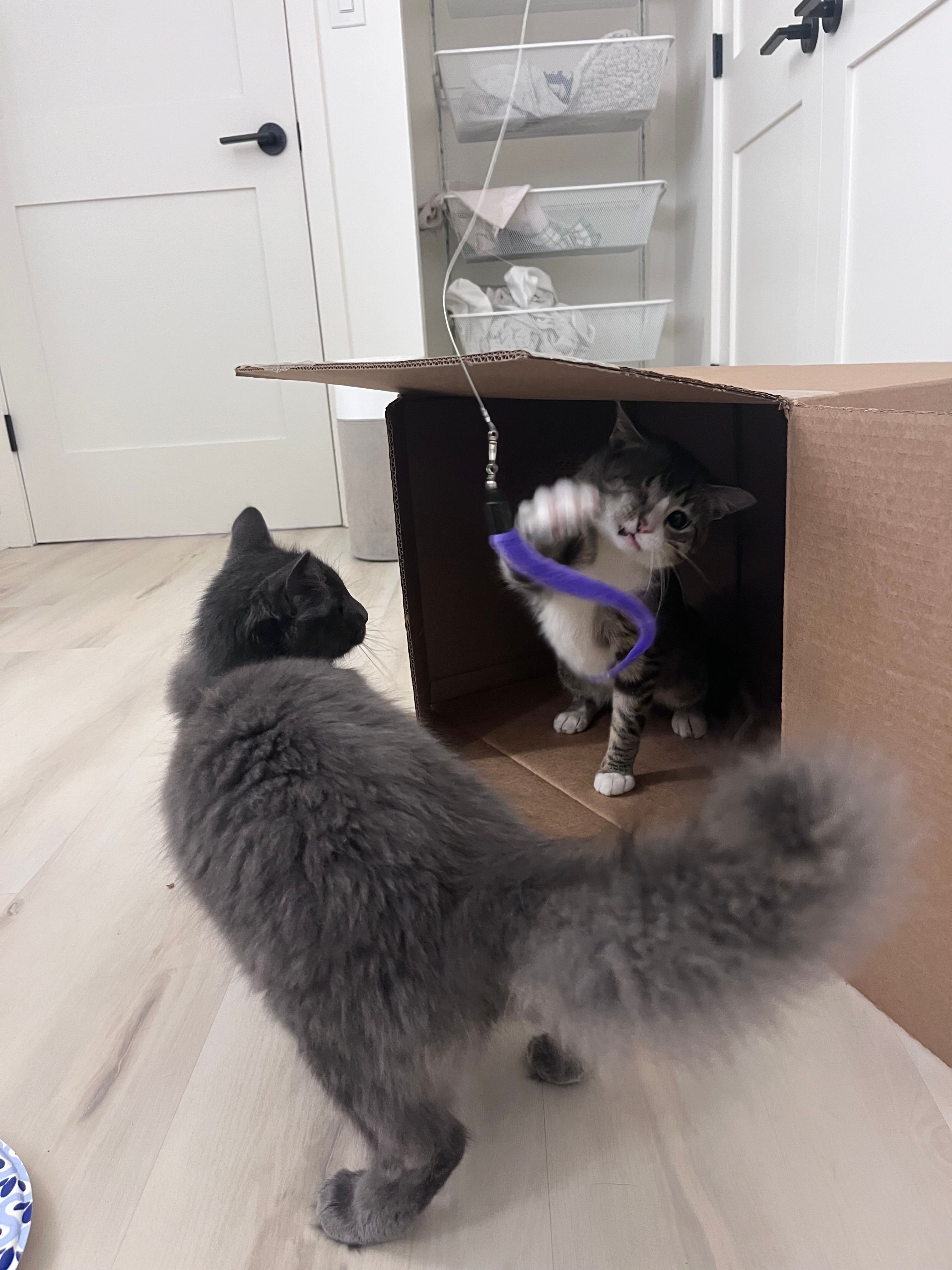 Harley's Animal Haven