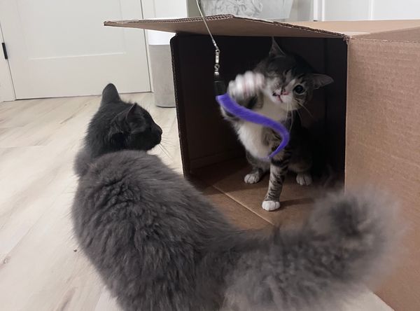 Harley's Animal Haven