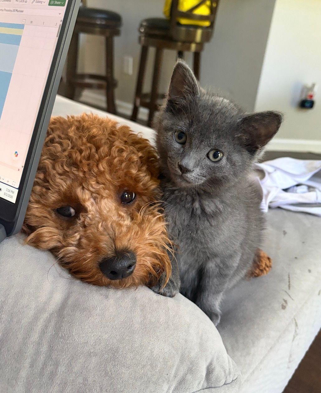 Tiny Paws of the Lowcountry