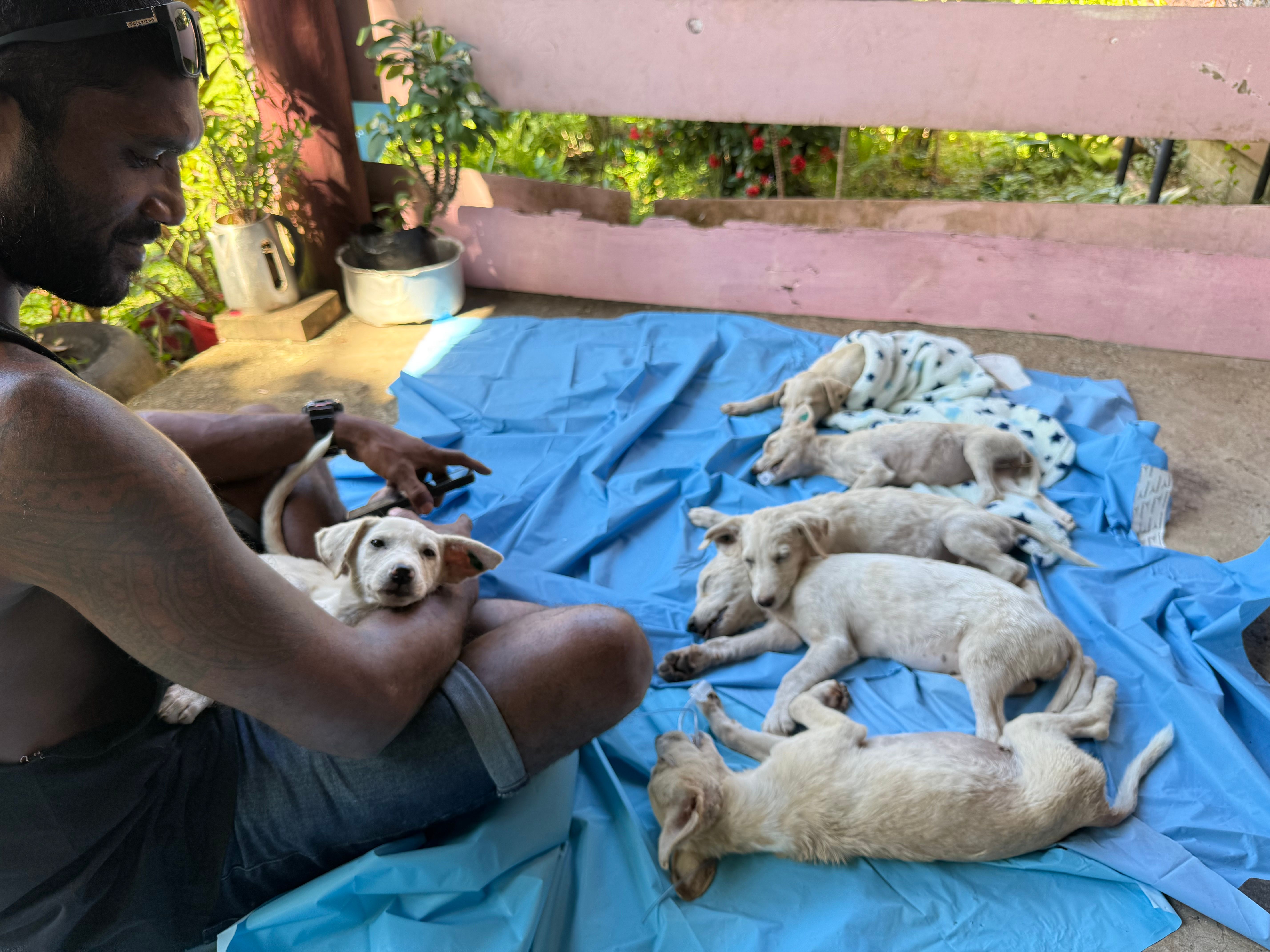 Taveuni Animal Lovers
