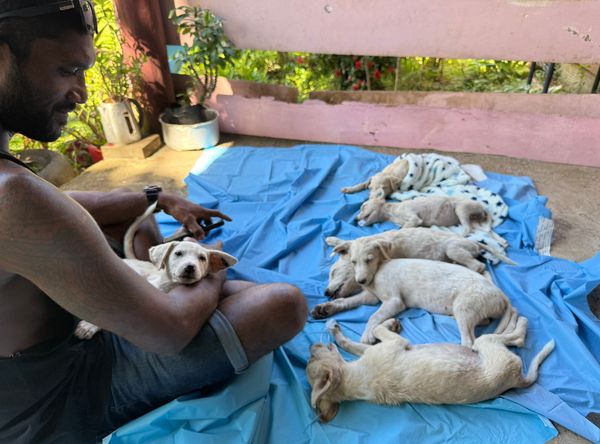 Taveuni Animal Lovers