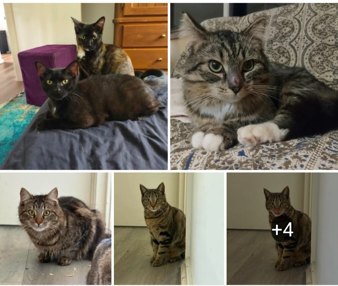 Valley Cats Rescue Project