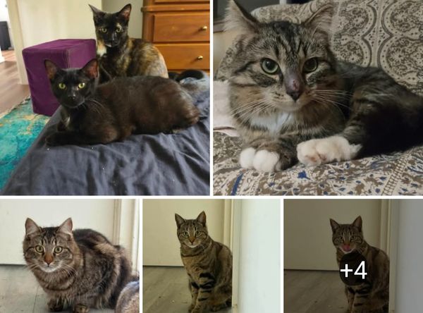 Valley Cats Rescue Project
