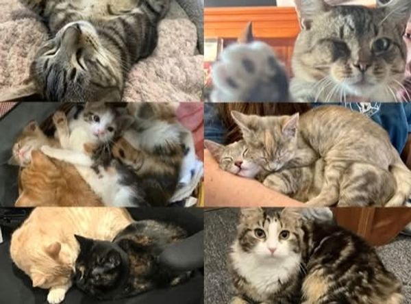 Valley Cats Rescue Project