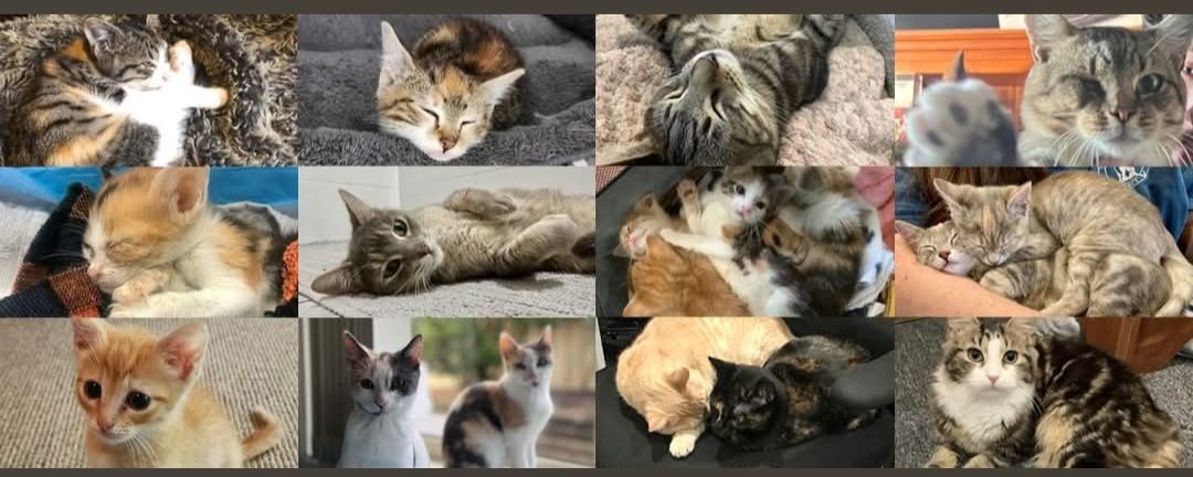 Valley Cats Rescue Project