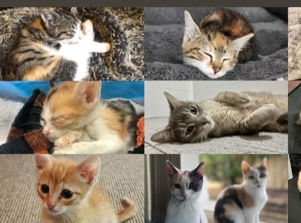 Valley Cats Rescue Project