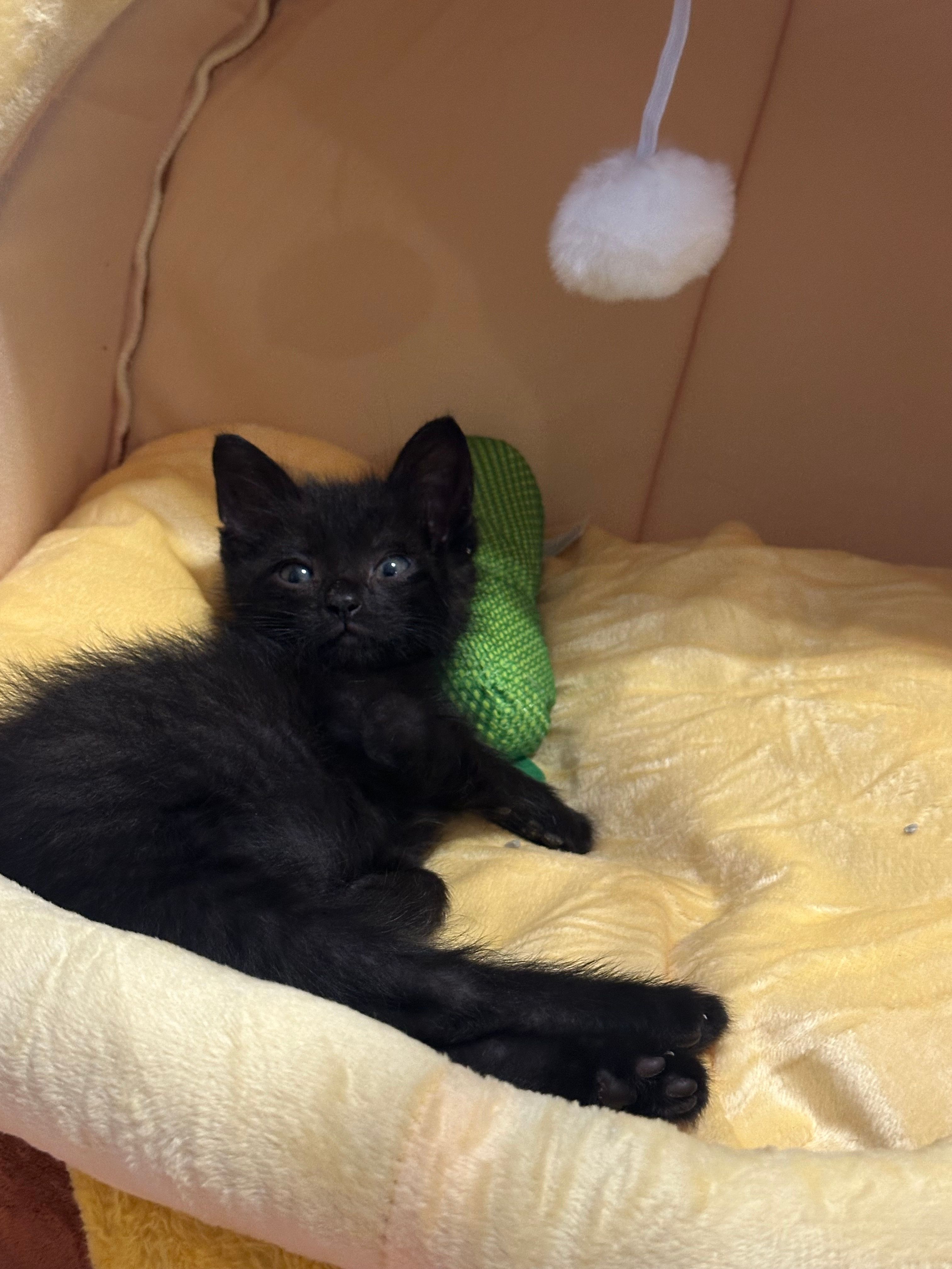 Mama Spice Rescue