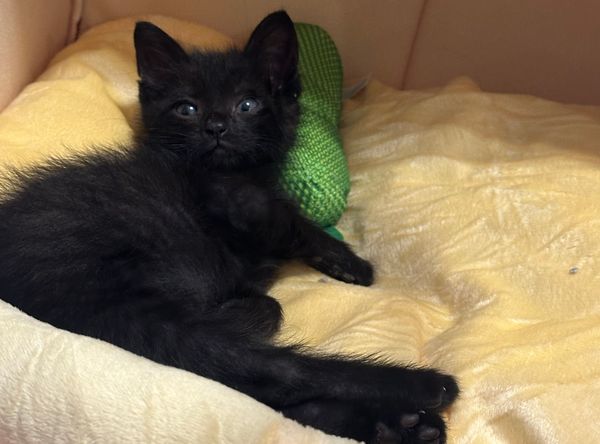 Mama Spice Rescue