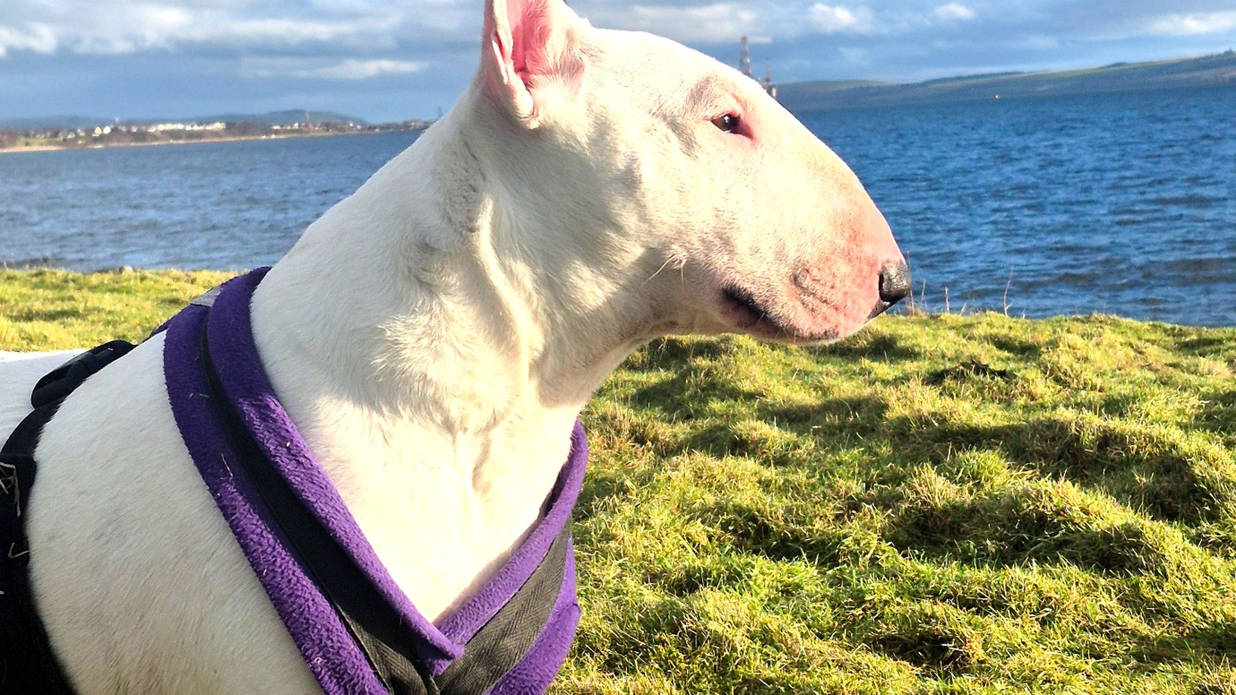 Dog Aid Scotland