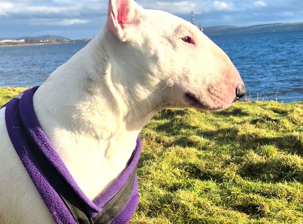 Dog Aid Scotland