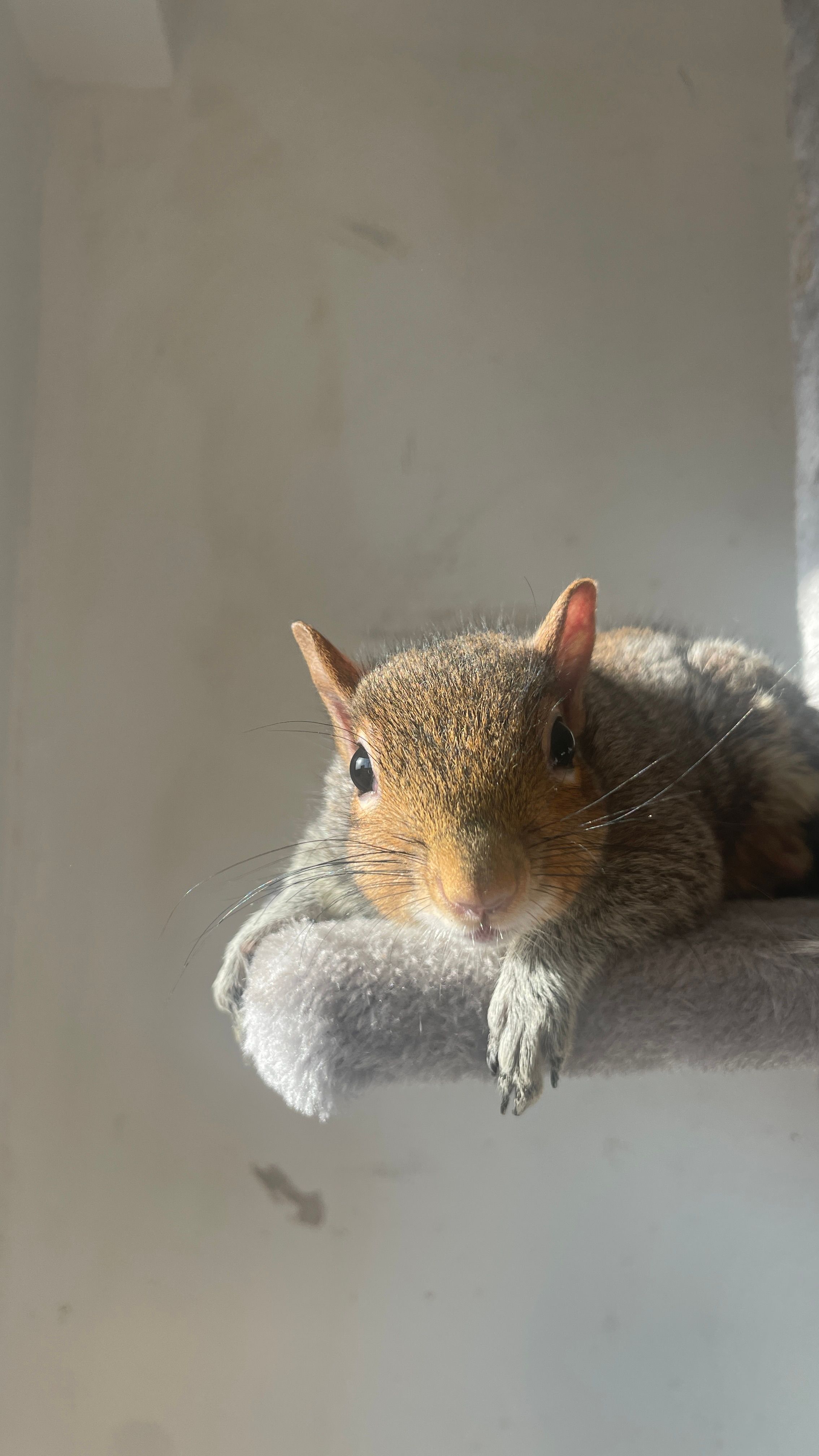 London Squirrels