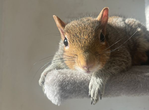London Squirrels