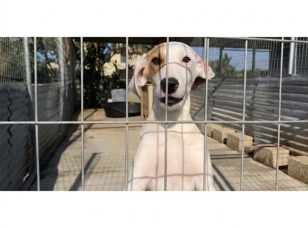 Dog Trouble Foundation