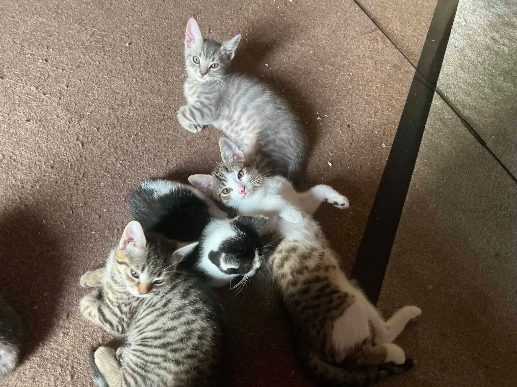 Stokey Cats & Dogs