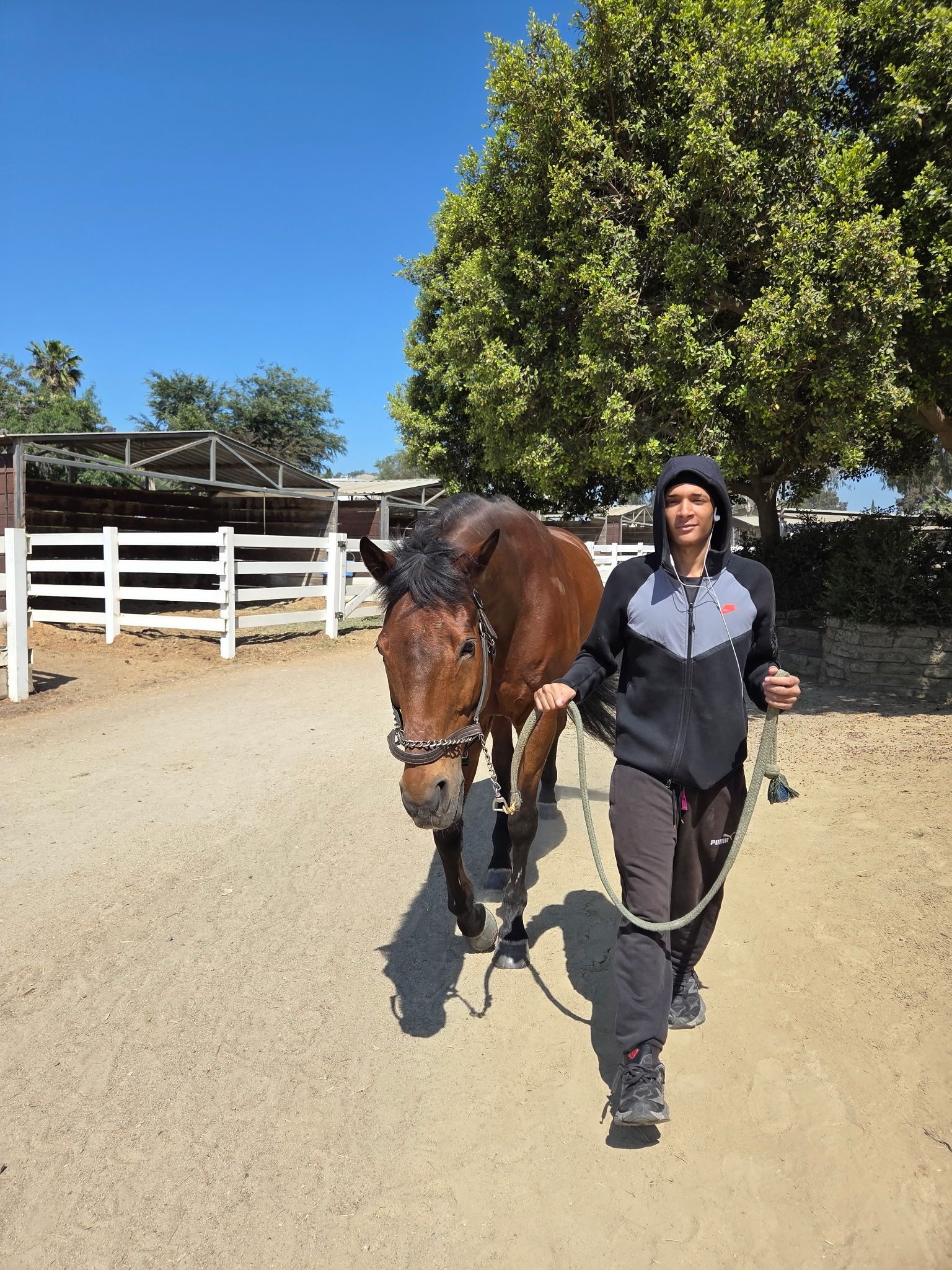 Rising Phoenix Thoroughbred Rescue