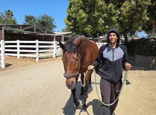 Rising Phoenix Thoroughbred Rescue