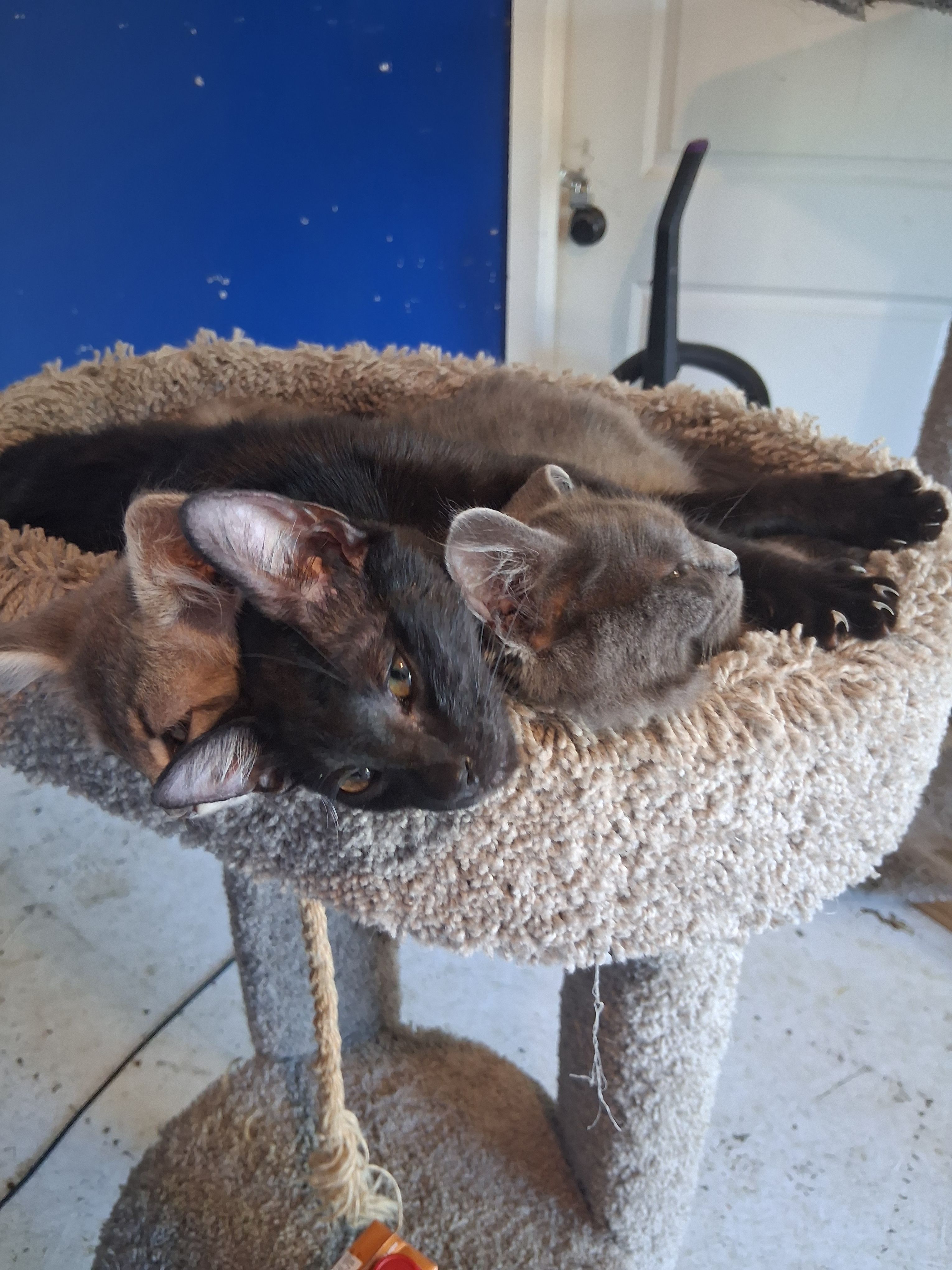 Tilly Tails TNR