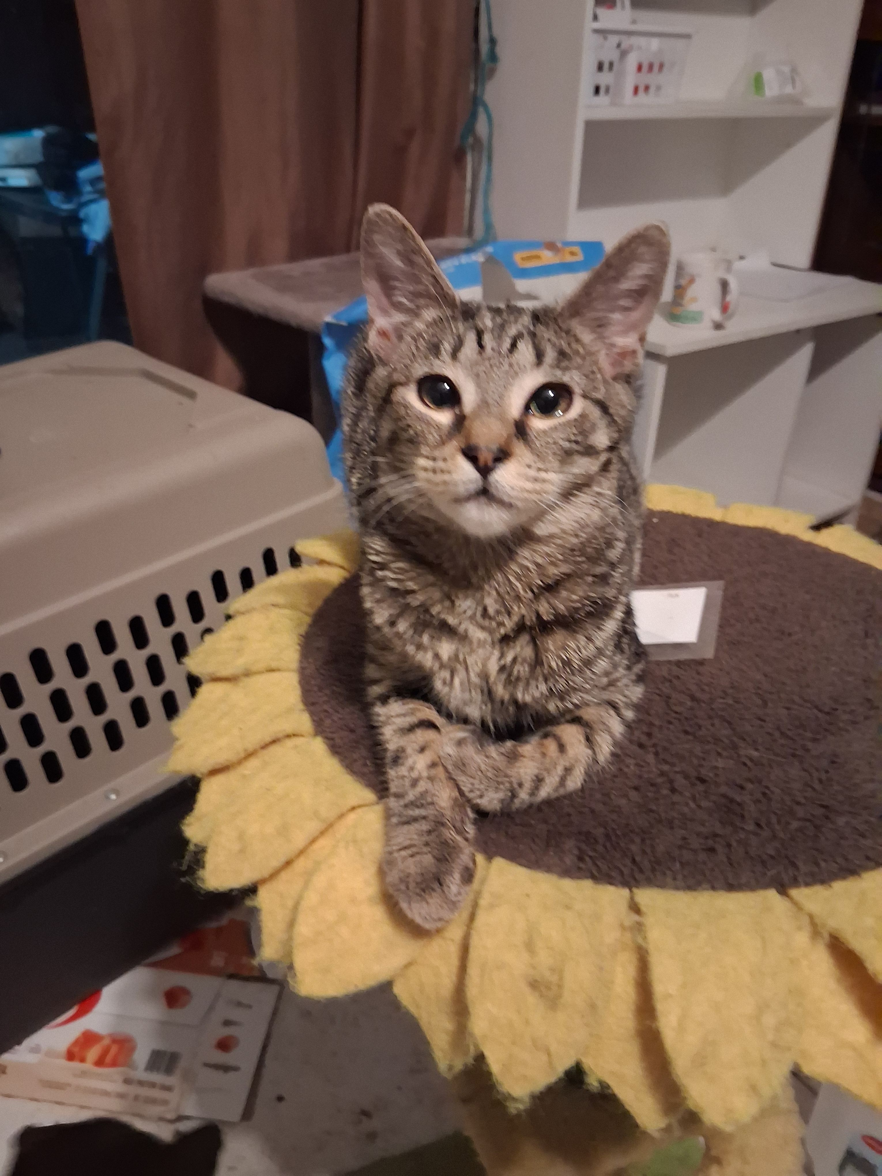 Tilly Tails TNR