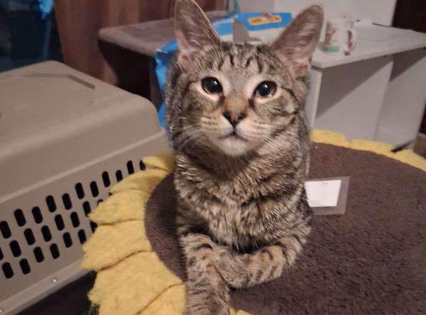 Tilly Tails TNR