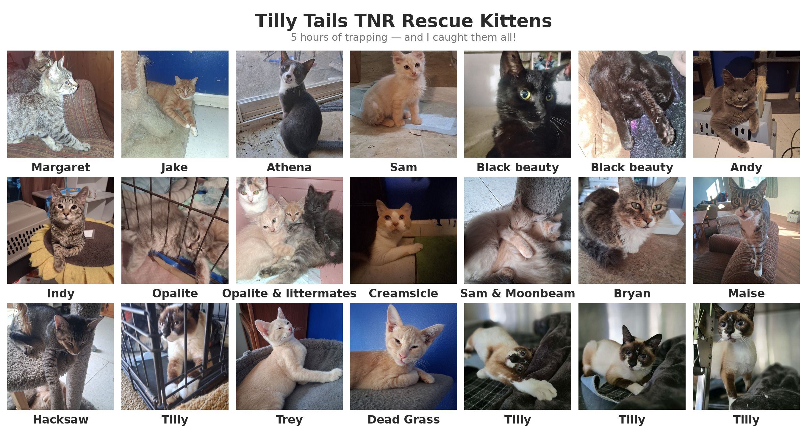 Tilly Tails TNR