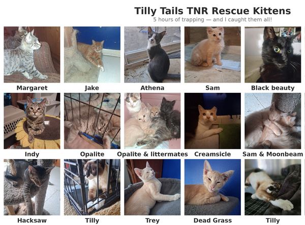 Tilly Tails TNR