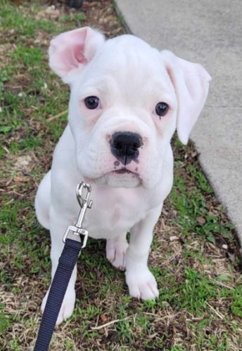GreatLakes Boxer Rescue