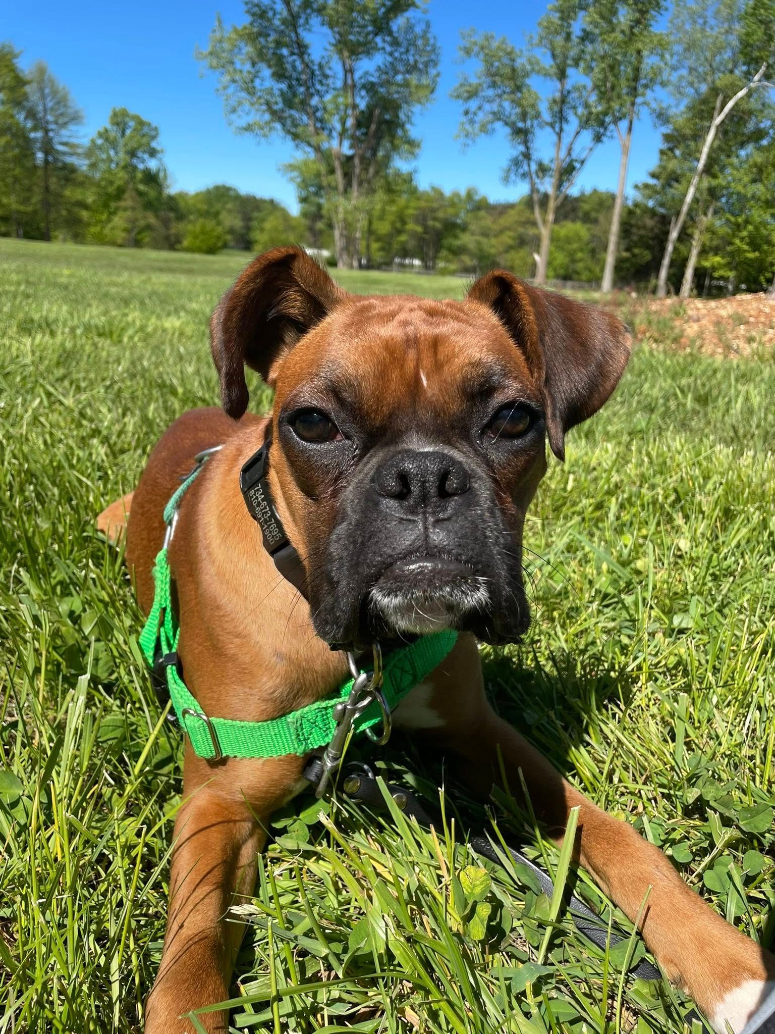 GreatLakes Boxer Rescue