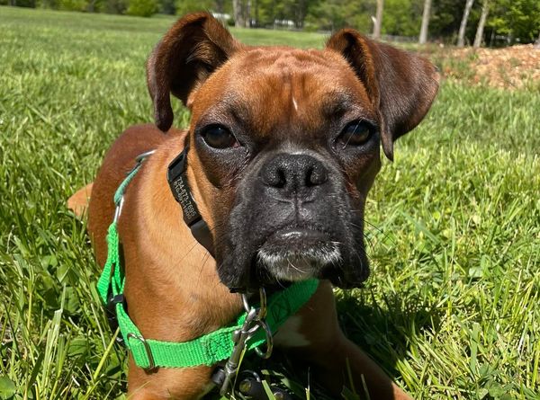 GreatLakes Boxer Rescue
