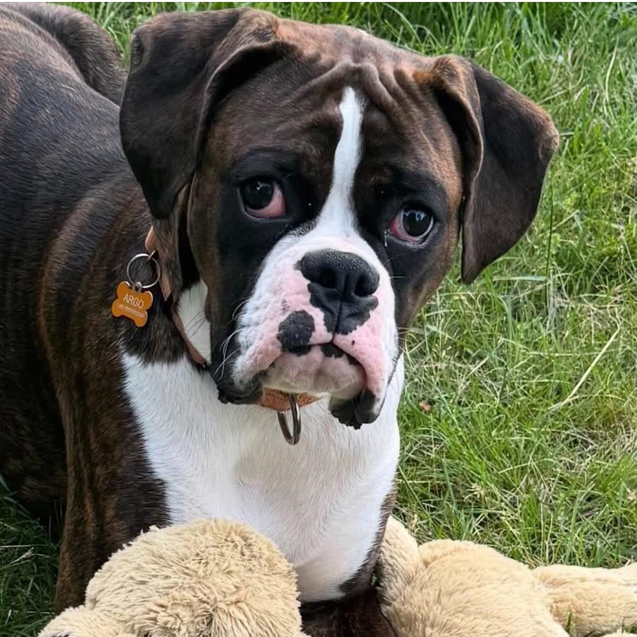 GreatLakes Boxer Rescue