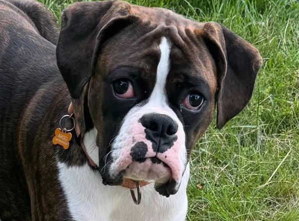 GreatLakes Boxer Rescue
