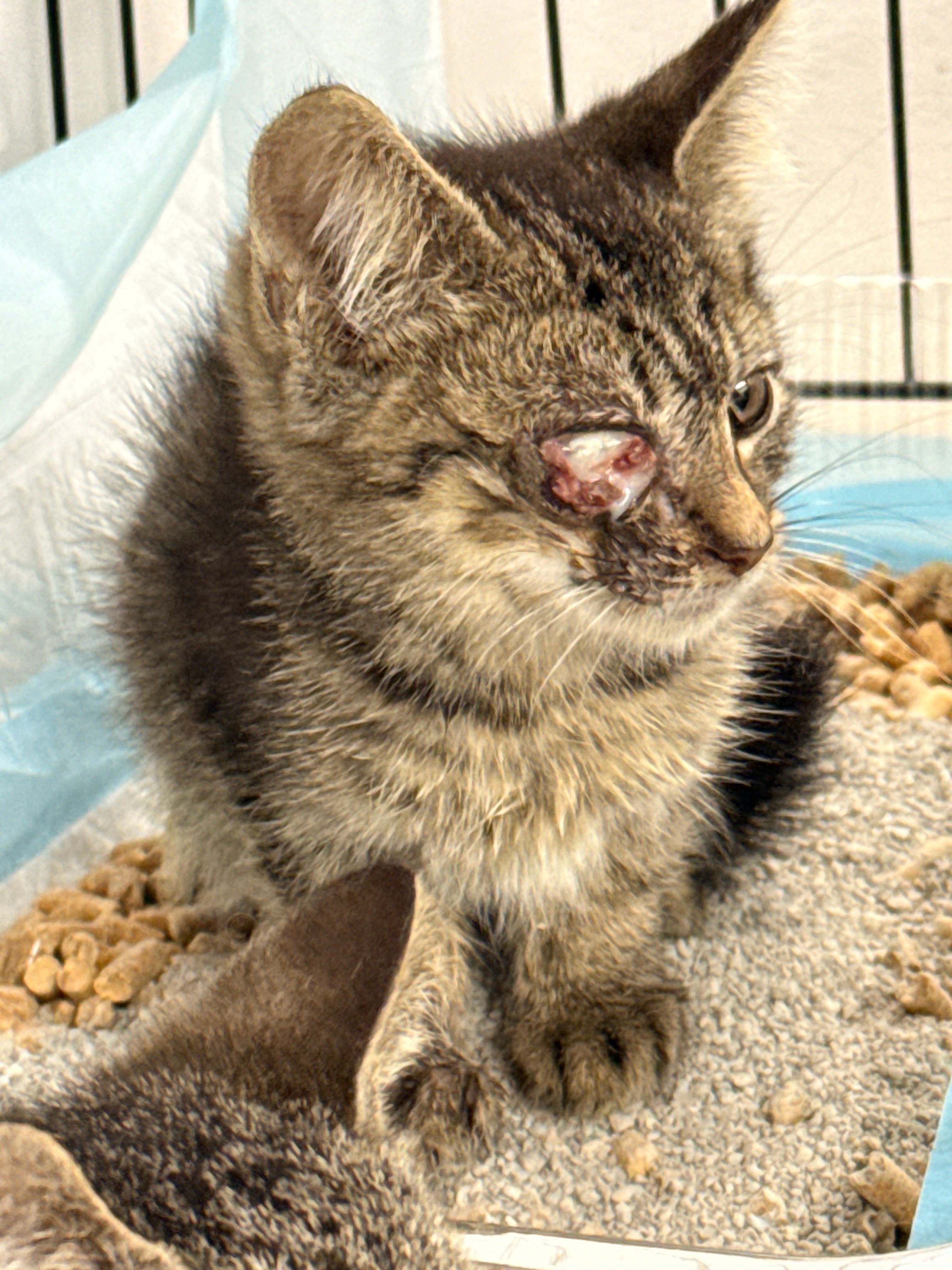 Katies cat Rescue