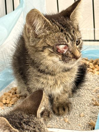 Katies cat Rescue