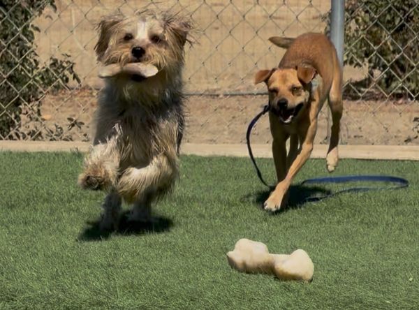 Rhodie's Rescue