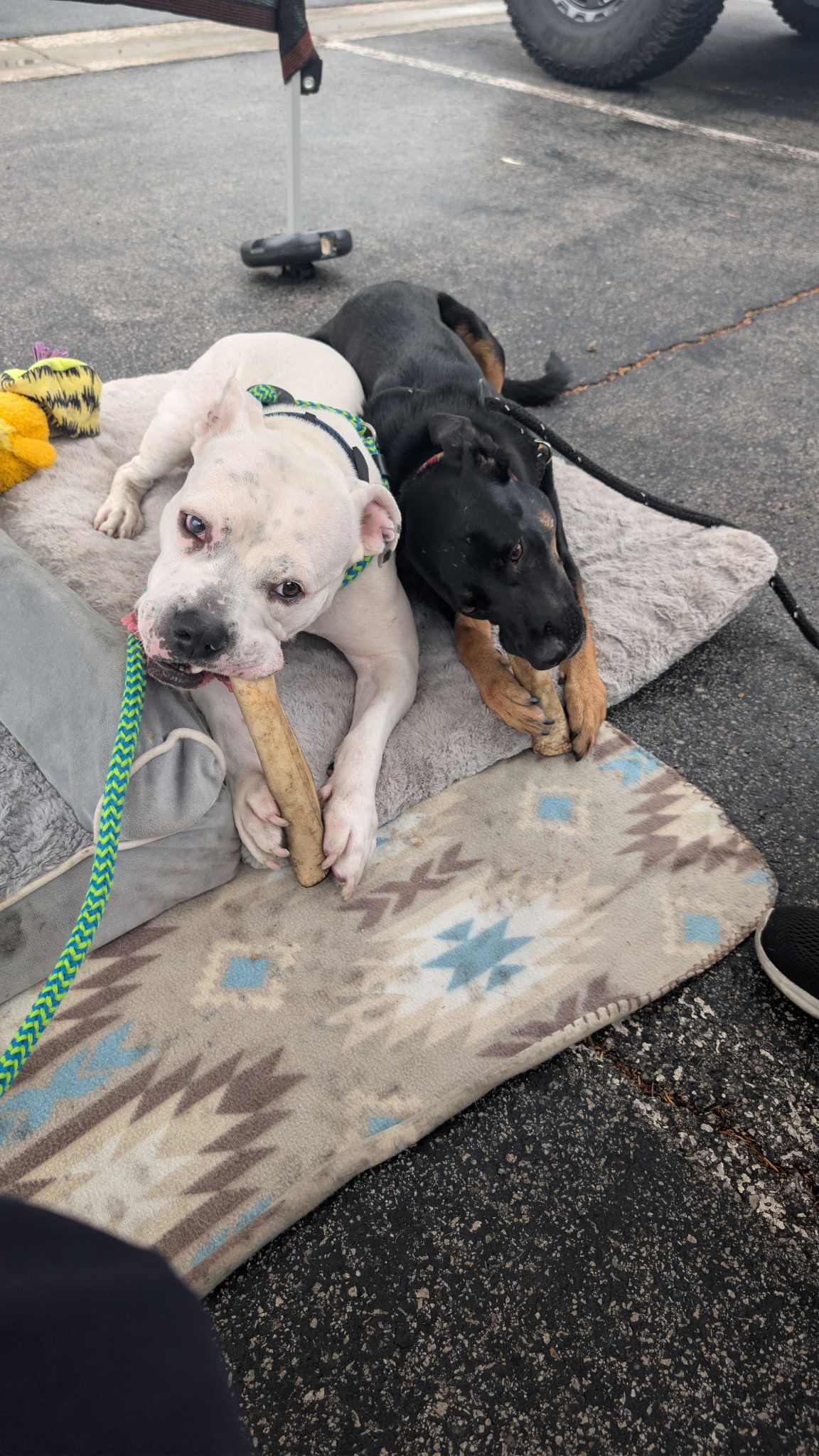 Positive Pups