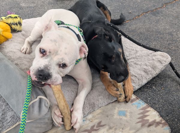 Positive Pups