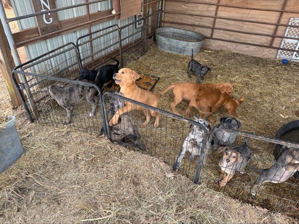 Comanche Point Ranch and Rescue