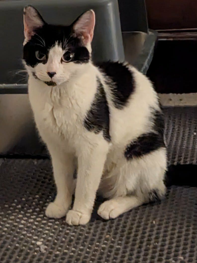 Complete Kitty Rescue CIC