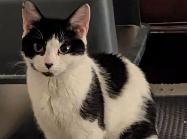 Complete Kitty Rescue CIC