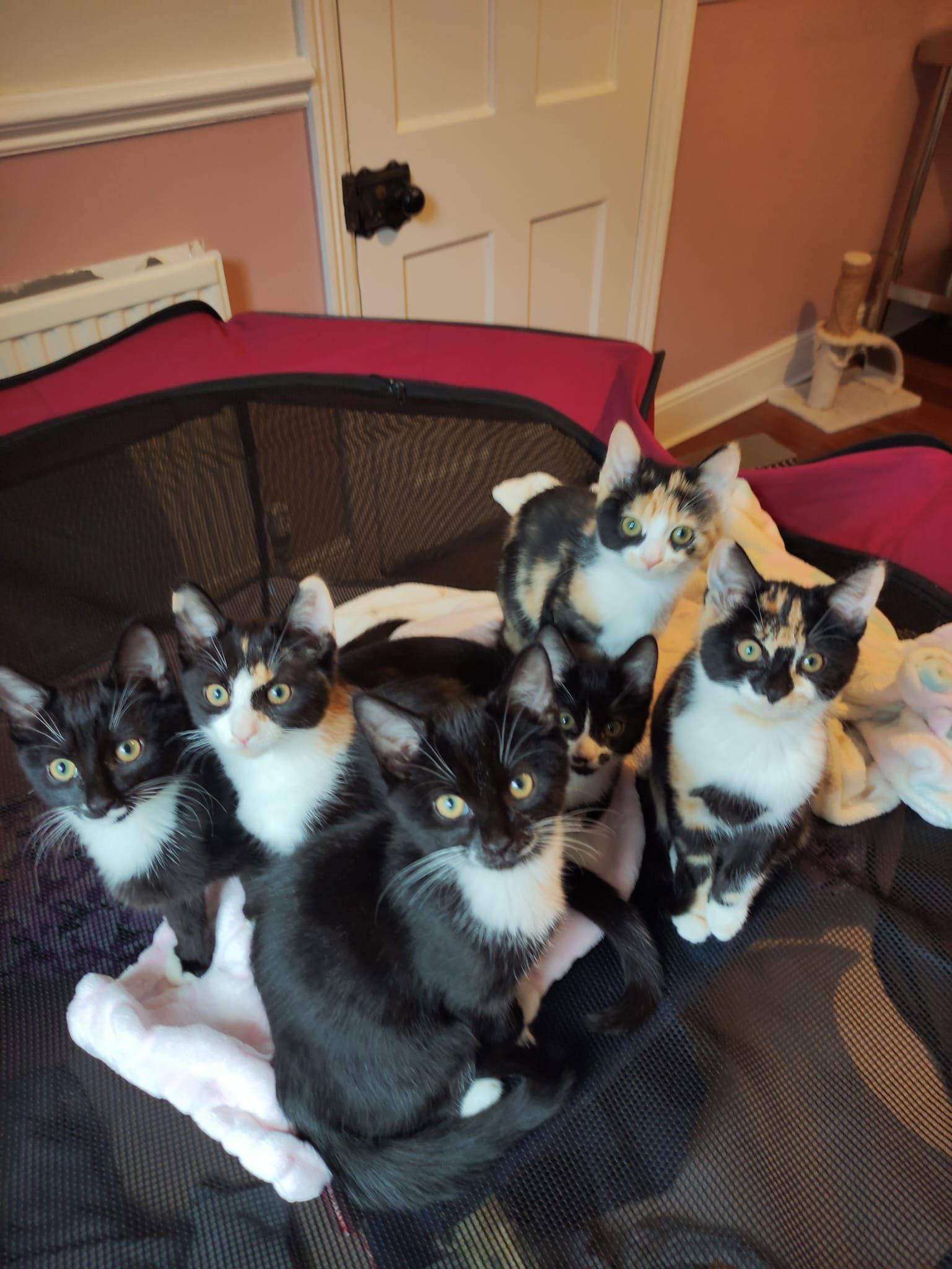 Complete Kitty Rescue CIC
