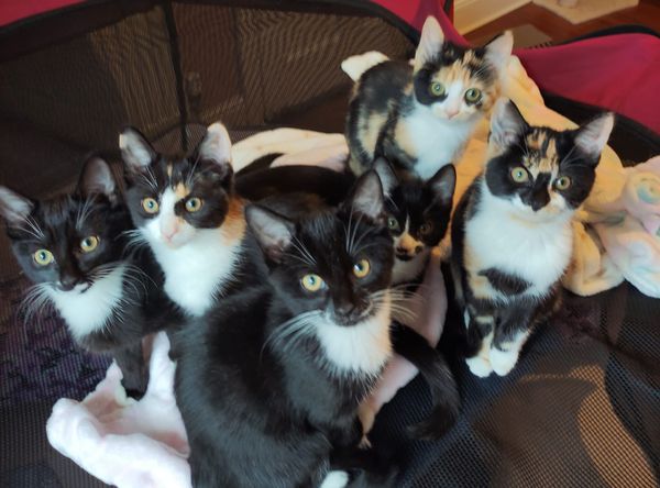 Complete Kitty Rescue CIC