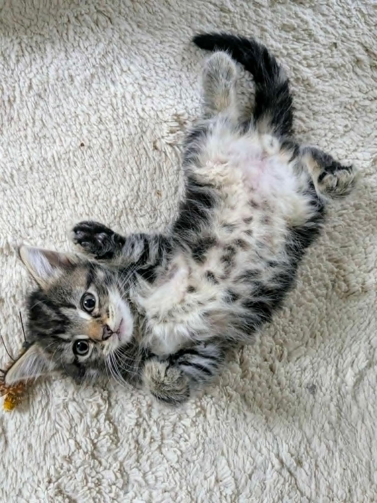 Complete Kitty Rescue CIC