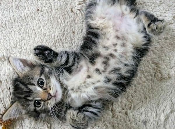 Complete Kitty Rescue CIC