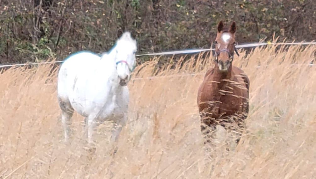Angels Wing Farm