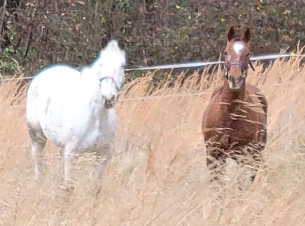 Angels Wing Farm
