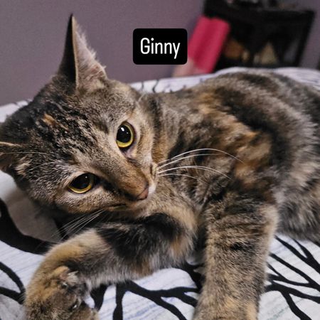 Save the Strays Cat Rescue
