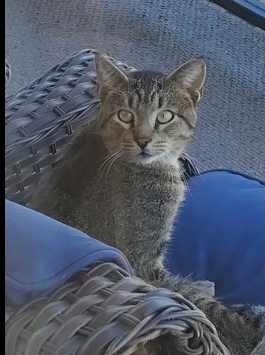 Save the Strays Cat Rescue