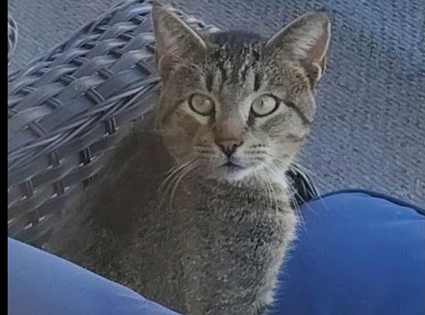 Save the Strays Cat Rescue