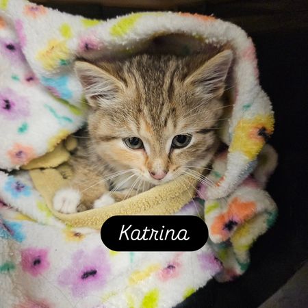Save the Strays Cat Rescue