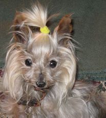 Breeder Release Adoption Service